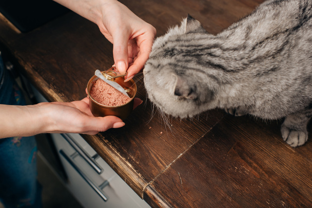 częściowy widok młodej kobiety dając szkocki złożyć kota karmy dla zwierząt w może - Zdjęcie, obraz