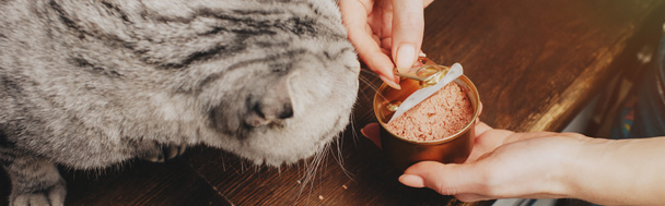 panoramic shot of young woman giving scottish fold cat pet food in can - Φωτογραφία, εικόνα