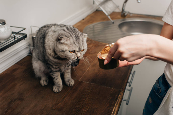 Viljelty näkymä nuori nainen antaa harmaa Scottish kertainen kissa lemmikkieläinten ruokaa tölkissä
 - Valokuva, kuva