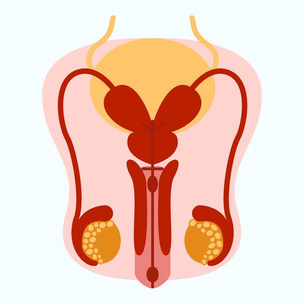 Анатомическая векторная иллюстрация мужской репродуктивной системы
 - Вектор,изображение