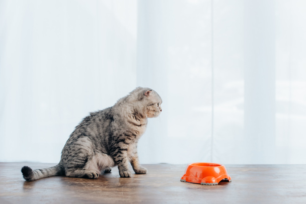 escocês dobrar gato sentado na mesa perto de tigela com pet food
 - Foto, Imagem