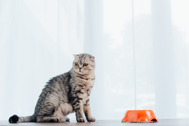 godny podziwu szkocki krotnie kot siedzi na stole w pobliżu miski z karmy dla zwierząt domowych - Zdjęcie, obraz