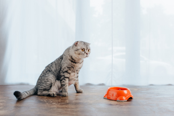cute scottish fold cat sitting on table near bowl with pet food - 写真・画像