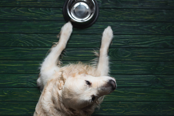 top view of retriever near bowl at home on wooden surface - Photo, Image