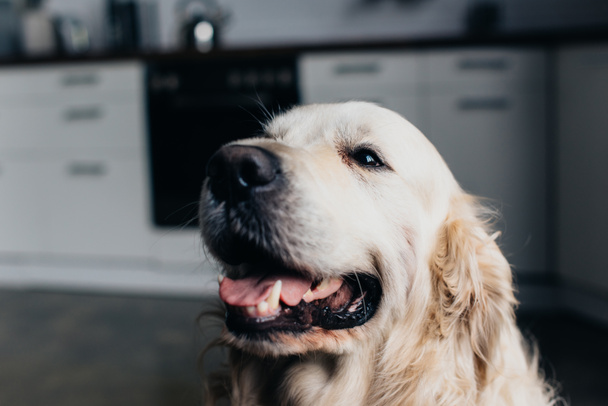 selective focus of adorable golden retriever dog in kitchen - Фото, изображение