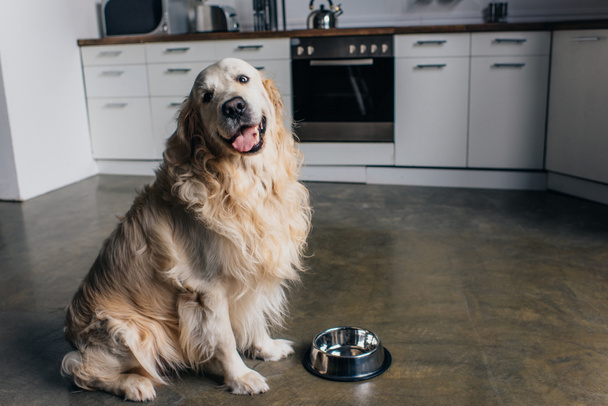 cute golden retriever sitting near metal bowl at home in kitchen - Foto, afbeelding