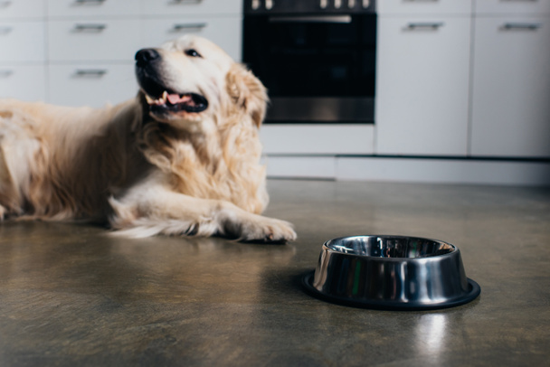 cute golden retriever lying near metal bowl at home in kitchen - Foto, afbeelding