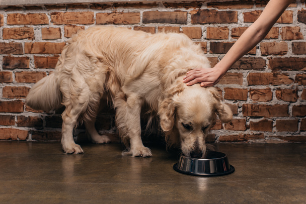Cropped view of woman stroking golden retriever dog eating pet food - Фото, зображення