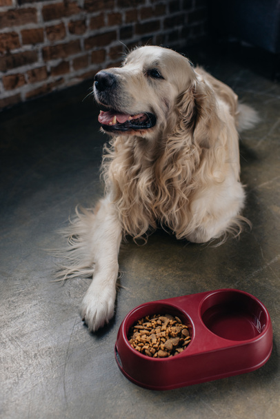 cute golden retriever lying near bowl with pet food at home - Фото, зображення