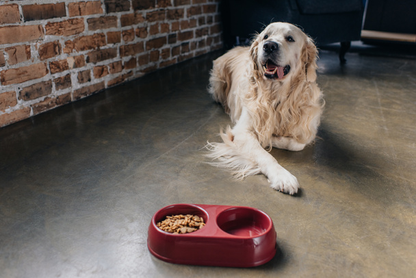 adorable golden retriever lying near bowl with pet food at home - Foto, imagen