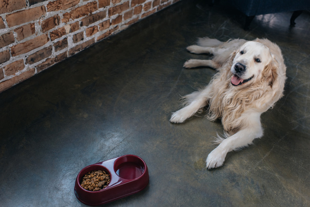 adorable golden retriever acostado cerca de cuenco con comida para mascotas en casa
 - Foto, Imagen