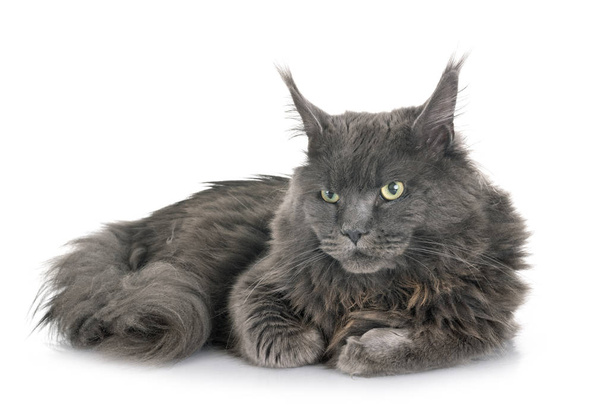 maine coon cat - Photo, Image