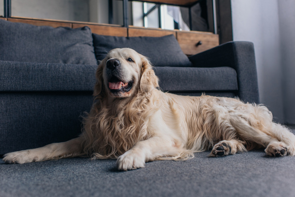 adorable retriever sitting near couch in Living Room - 写真・画像