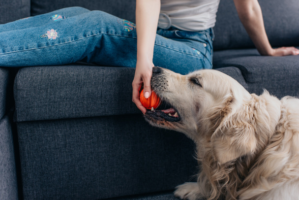 Cropped view of woman holding ball and playing with golden retriever dog  - Photo, Image