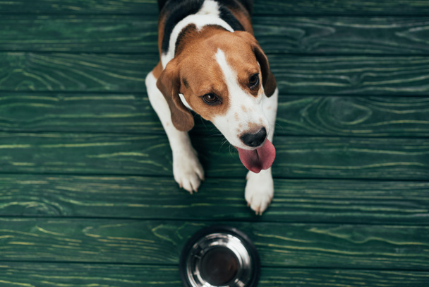 top view of adorable beagle dog near metal bowl on green floor - Foto, Imagen