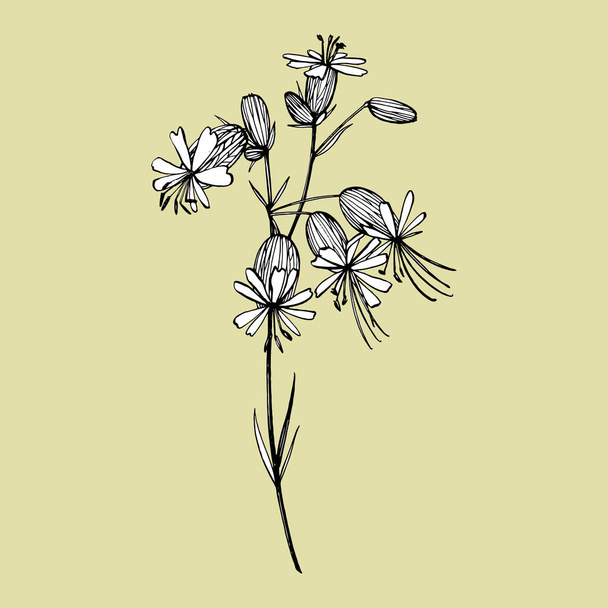 Bladder campion flowers. Set of drawing cornflowers, floral elements, hand drawn botanical illustration. Good for cosmetics, medicine, treating, aromatherapy, nursing, package design, field bouquet - Photo, Image