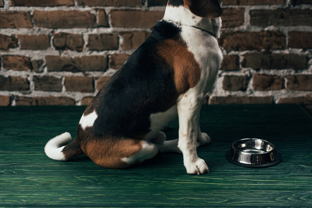 perro beagle sentado cerca de cuenco de metal en el suelo verde
 - Foto, imagen