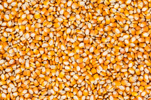 крупним планом золотисто-жовте кукурудзяне насіння, повна рамка
  - Фото, зображення