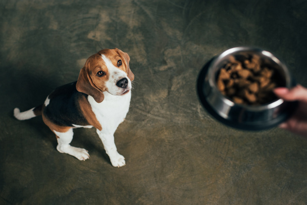 Vue recadrée de la jeune femme tenant bol avec nourriture pour animaux de compagnie près adorable chien beagle
 - Photo, image