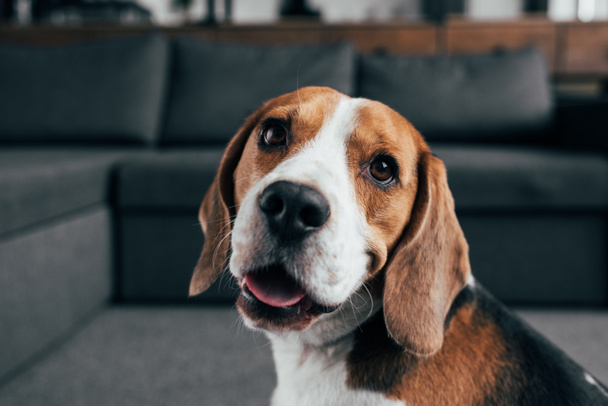 selective focus of adorable beagle dog looking at camera in Living Room - Foto, imagen