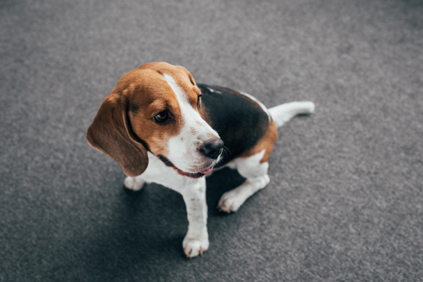 adorable beagle dog sitting on floor and looking away - Foto, afbeelding