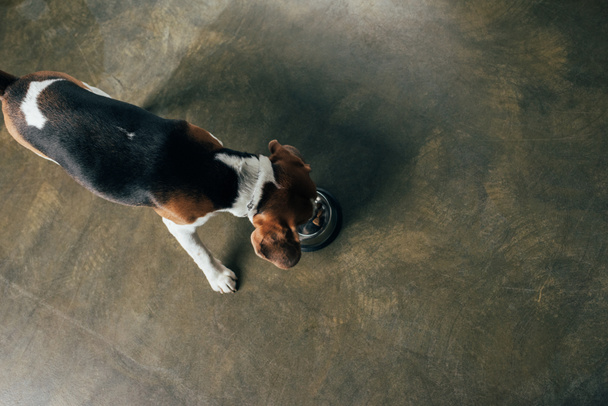 Ansicht von oben: Beagle Hund frisst Tiernahrung aus Metallschale - Foto, Bild