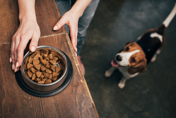 Rajatut näkymä nuori nainen lemmikkieläinten ruokaa kulhoon lähellä suloinen beagle koira
 - Valokuva, kuva