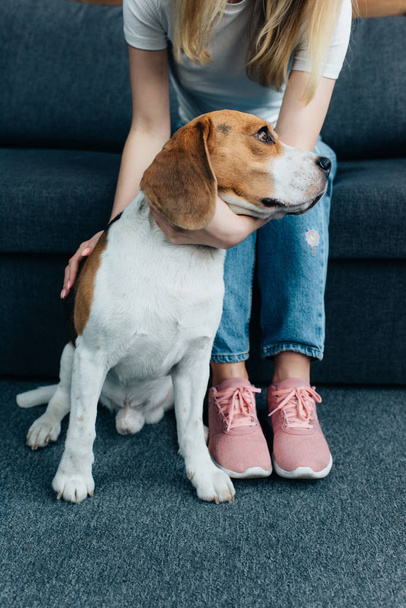 cropped view of young woman sitting on couch and stroking beagle dog - Foto, imagen