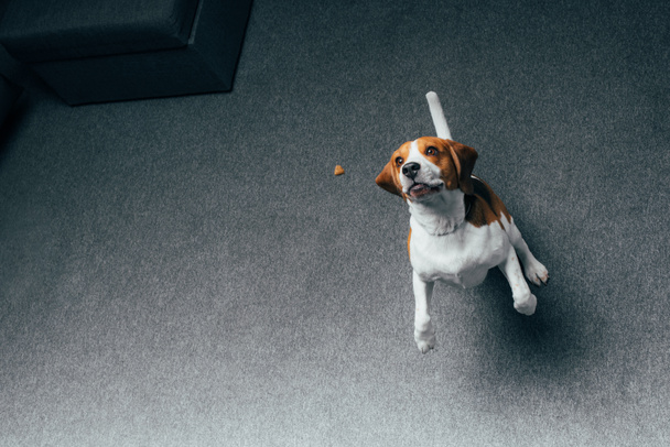 adorable beagle dog jumping at home with copy space - Photo, Image
