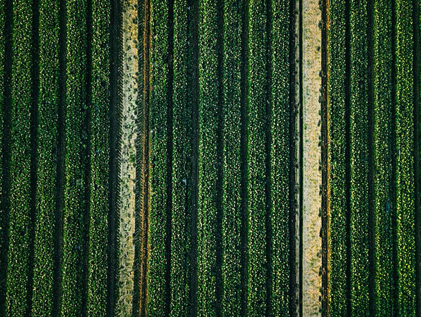 Veduta aerea del campo file di cavolo nel paesaggio agricolo
  - Foto, immagini
