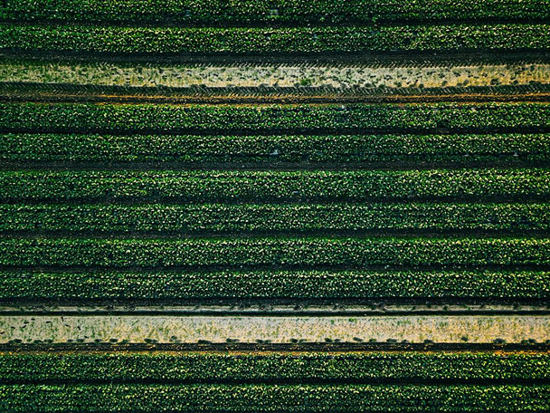 Вид с воздуха на поле капустных рядов в сельскохозяйственном ландшафте
  - Фото, изображение