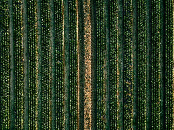 Vue aérienne du champ de rangées de choux dans le paysage agricole
  - Photo, image