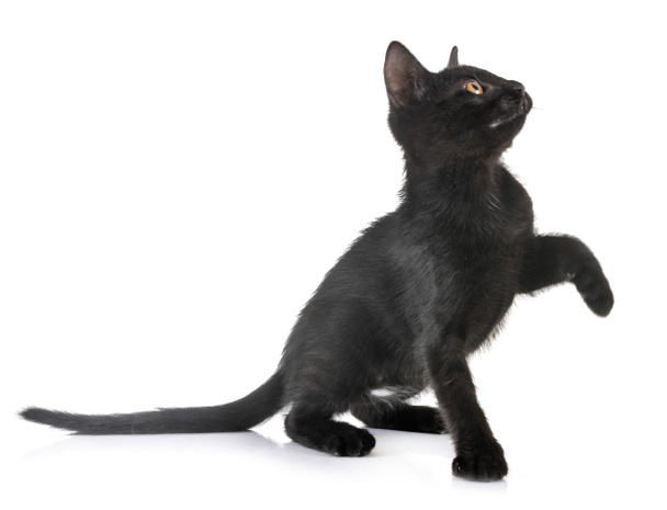 zwart kitten in Studio - Foto, afbeelding
