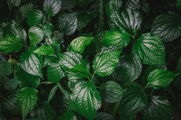 садівництво зелене листя фон, повна рамка
 - Фото, зображення