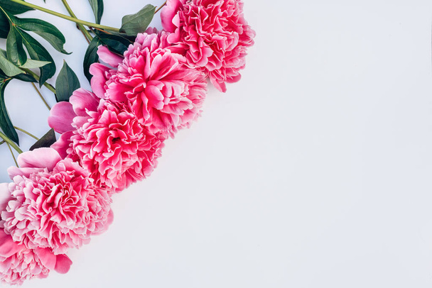 Peonia rosa
  - Foto, immagini