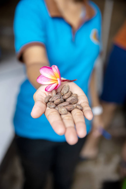 Gros plan d'une main tenant des fèves de cacao et des fleurs de frangipani
 - Photo, image