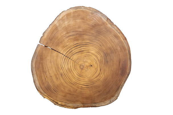 Grande peça circular de madeira seção transversal com árvore concêntrica padrão de textura anel isolado no fundo branco
 - Foto, Imagem