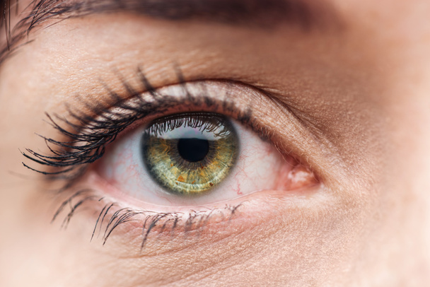 close up view of young woman green eye with eyelashes and eyebrow looking at camera - 写真・画像