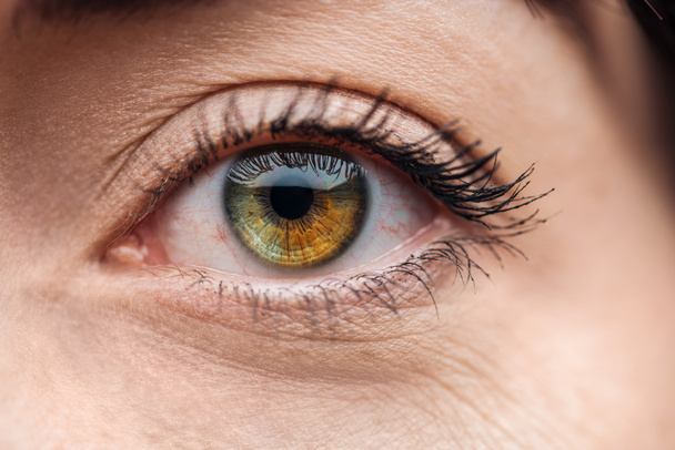 vista de cerca del ojo de la mujer joven con pestañas y cejas mirando a la cámara
 - Foto, Imagen