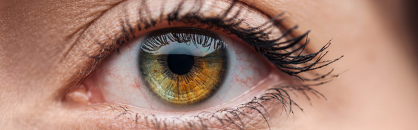 vista de cerca del ojo humano verde y marrón mirando a la cámara, plano panorámico
 - Foto, Imagen