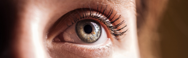 Close-up van het menselijk grijze oog op zoek weg, panoramische foto - Foto, afbeelding