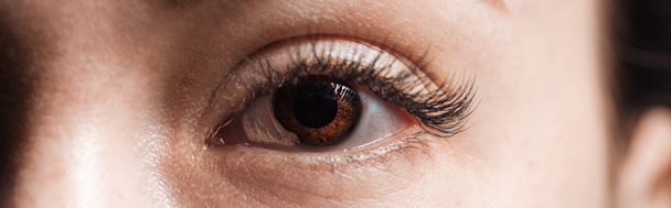 zblízka pohled na lidské hnědé oko s dlouhými řasy, které se dívají na kameru, panoramatický záběr - Fotografie, Obrázek