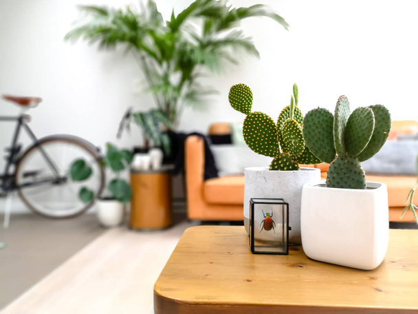 Lichte moderne woonkamer met een stedelijk jungle gevoel dankzij talrijke kamerplanten en een bewaarde kleurrijke kever - Foto, afbeelding