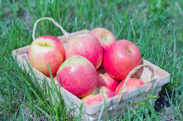manzanas rojas jugosas en una canasta en la hierba, cosecha fresca
 - Foto, Imagen