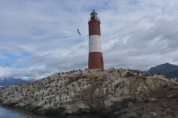 Cormorant colony on an island in Beagle Channel at Tierra Del Fuego  - Foto, imagen
