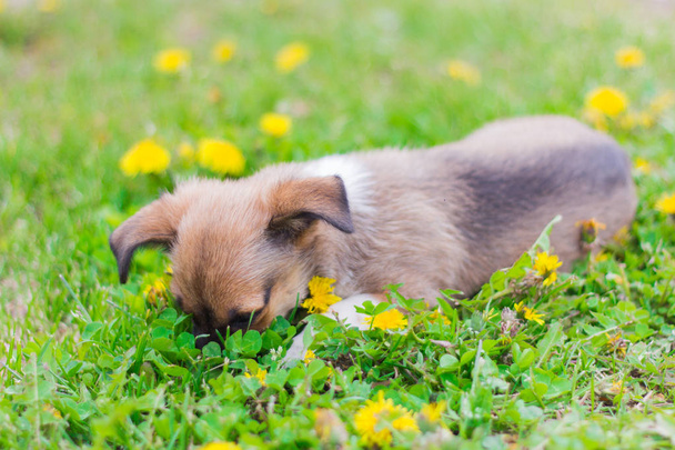 смішний маленький щеня лежить на траві, його обличчя закопане в ньому
 - Фото, зображення