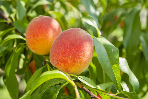 персикові фрукти на дереві в саду влітку
 - Фото, зображення