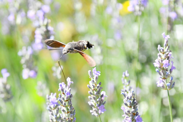 Сфинкс Галио летит на благоухающих цветах лаванды, чтобы собрать нектар. Сфинкс Галио, мухи на благоухающих цветах лаванды, для сбора нектара
. - Фото, изображение