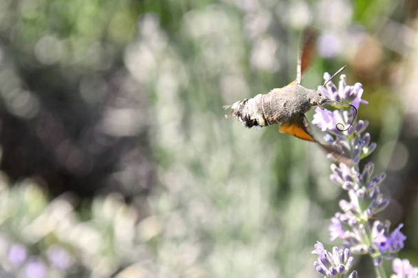 LeLe sphinx de Galio, vole sur les fleurs parfumées de la lavande, pour recueillir le nectar. sphinx de Galio, vole sur les fleurs parfumées de lavande, pour recueillir le nectar
. - Photo, image