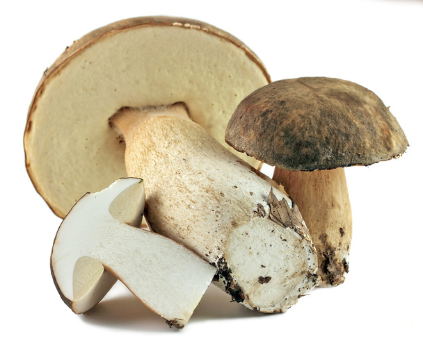 porcini mushrooms - Photo, Image